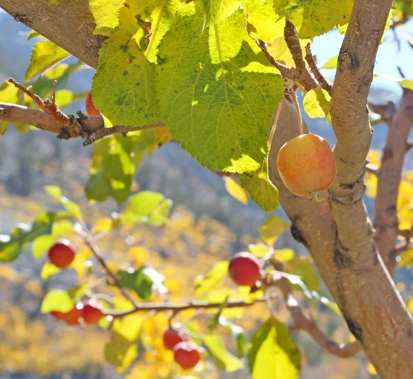 Дикая яблоня осенью — стоковое фото