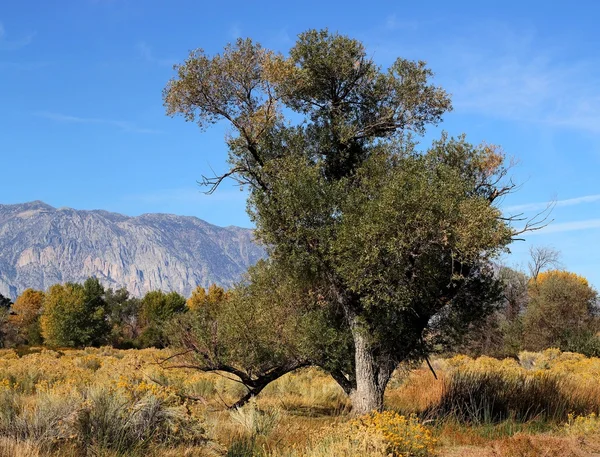 Старое дерево хлопка осенью — стоковое фото