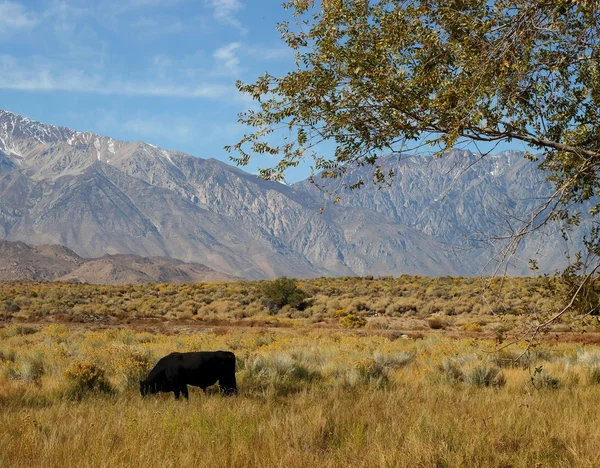 Large black bull in the Eastern Sierras — Stock Photo, Image