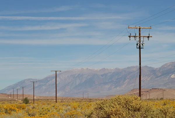 Силовые столбы в цветущей пустыне — стоковое фото