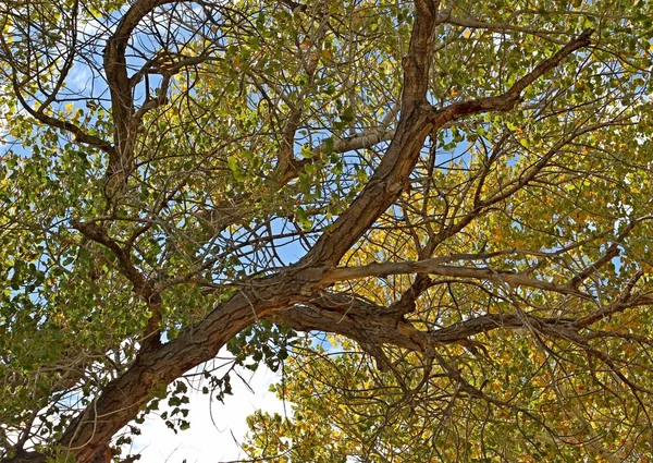stock image Underneath a cottonwood tree