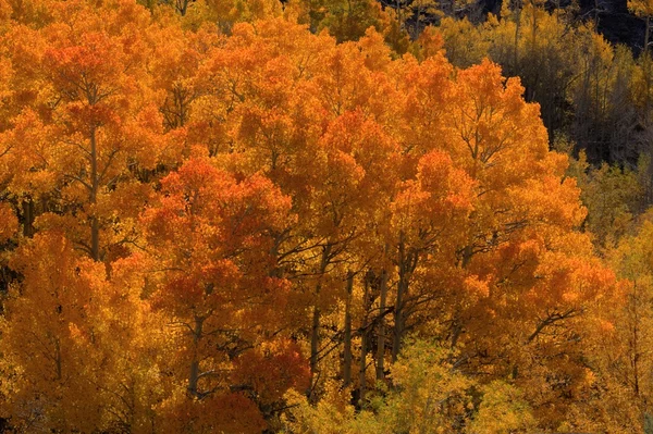 Fall color in the aspens — Stock Photo, Image