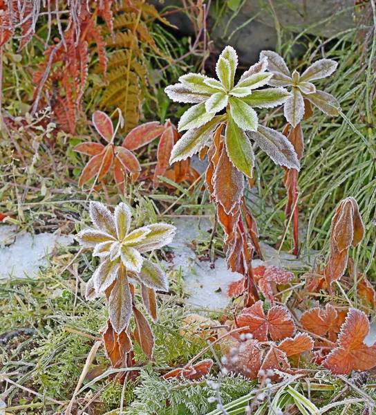 První frost — Stock fotografie