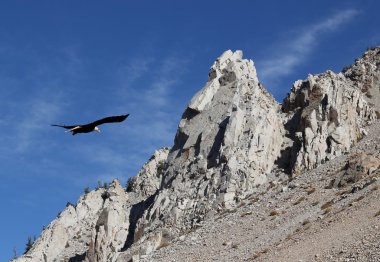 Eagle with rocky peaks clipart