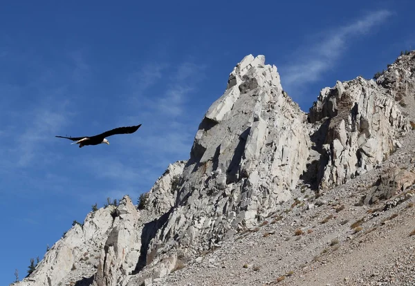 Águila con picos rocosos —  Fotos de Stock