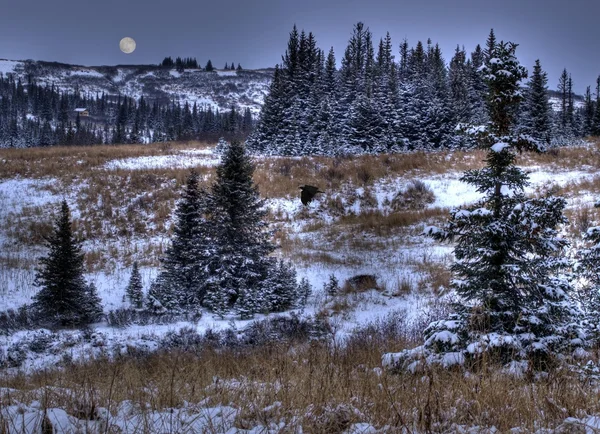 Primeira neve com lua — Fotografia de Stock