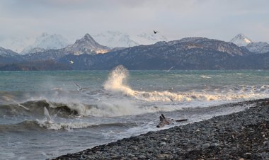 Gulls with splashing waves clipart