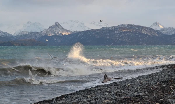 Gaviotas con olas salpicantes —  Fotos de Stock