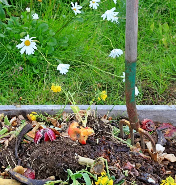 Tumpukan kompos dengan bunga aster — Stok Foto