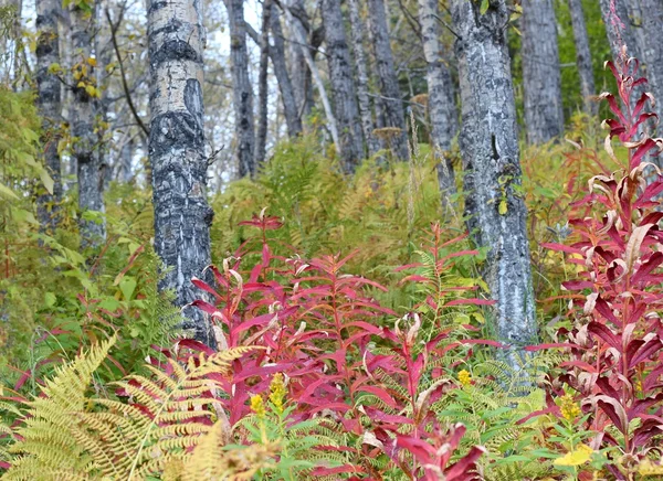 Brzozowy las jesienią — Zdjęcie stockowe