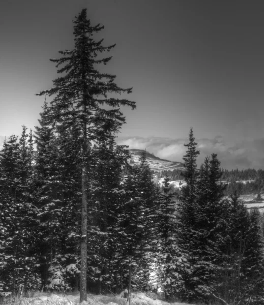 Vista com árvores de abeto em preto e branco — Fotografia de Stock
