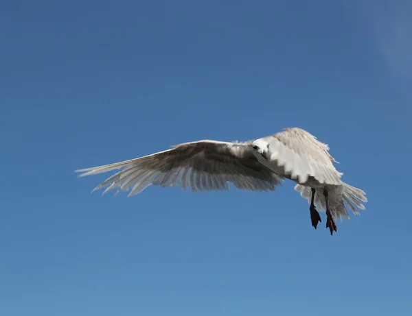 Чайка в польоті — стокове фото