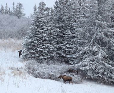 Three moose near the spruce clipart