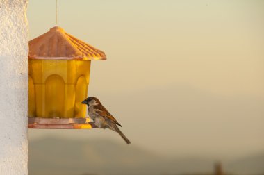 Bird on a bird feeder clipart