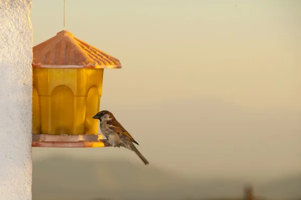Bird on a bird feeder — Stock Photo, Image