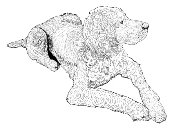 Perro de caza — Archivo Imágenes Vectoriales