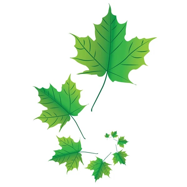 Φύλλα σφενδάμου — Διανυσματικό Αρχείο