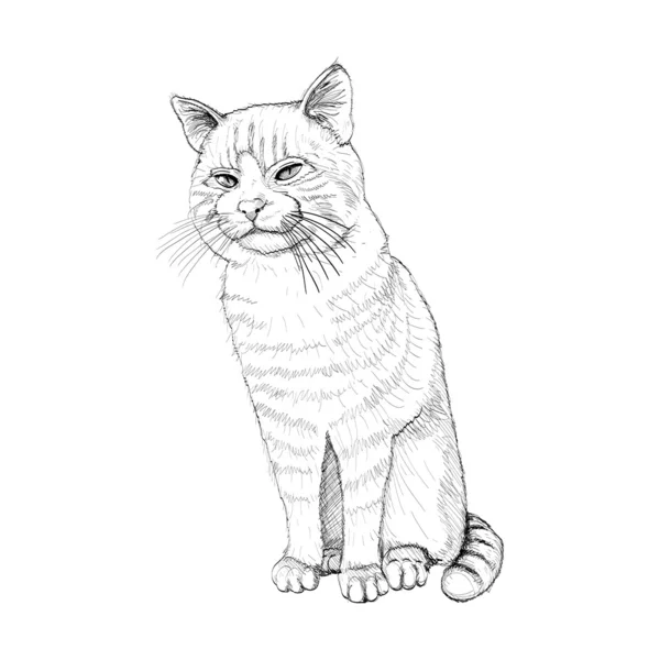 Sittande katt — Stock vektor