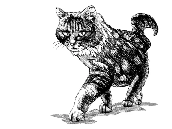 Sittande katt — Stock vektor