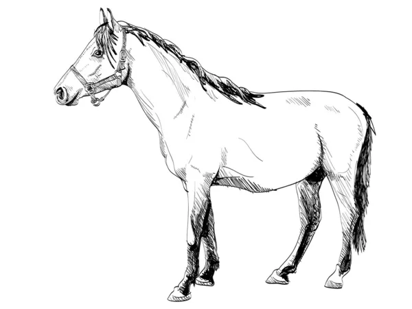 Outline horse — Stock Vector