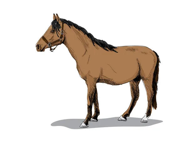 Stehendes Pferd — Stockvektor