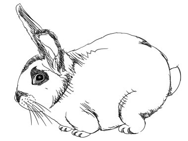 Rabbit clipart