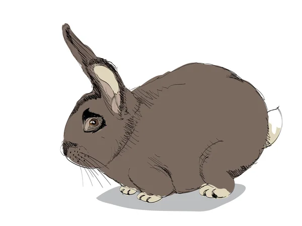 Kaninchen — Stockvektor