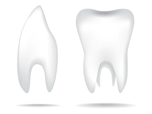 Ανθρώπινα δόντια — Διανυσματικό Αρχείο