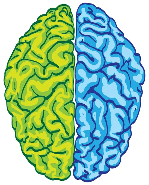 Cervello colore — Vettoriale Stock