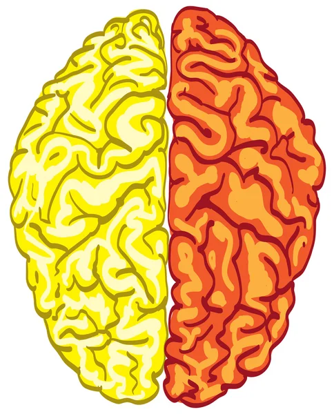 Color cerebro — Archivo Imágenes Vectoriales