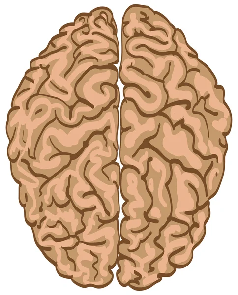 Cervello colore — Vettoriale Stock