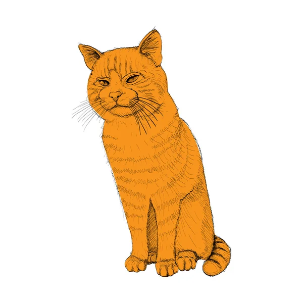 Isolerade sittande beskriva katt — Stock vektor