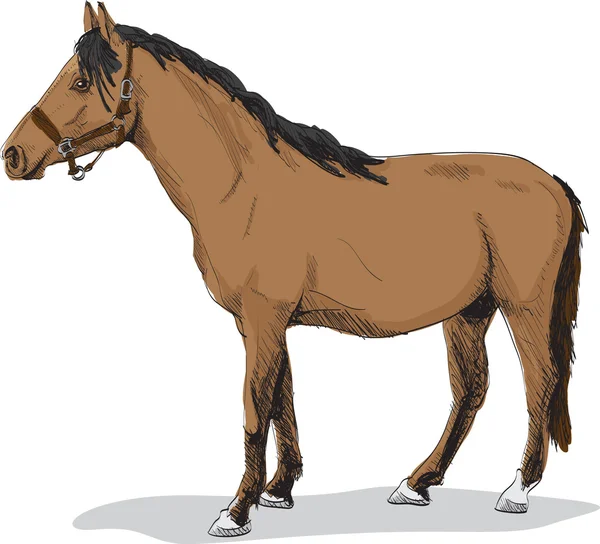 Кінь стоїть — стоковий вектор