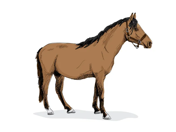 Standing horse — Stock Vector