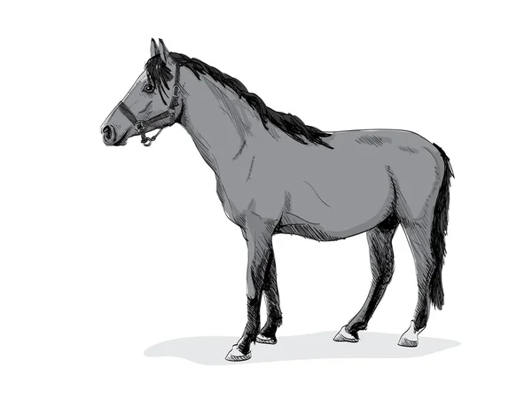 Stående häst — Stock vektor