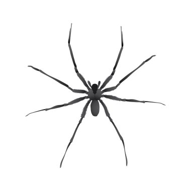 Spider clipart