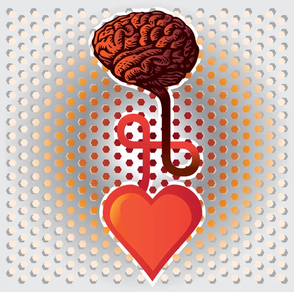 Heart and brain — Stock Vector