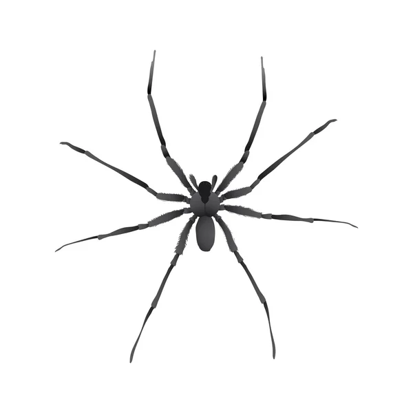 Spinnen — Stockvector