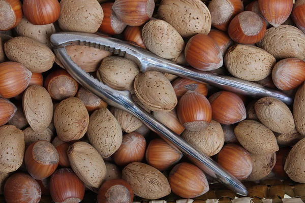 Nuts in autumn — Stock Photo, Image