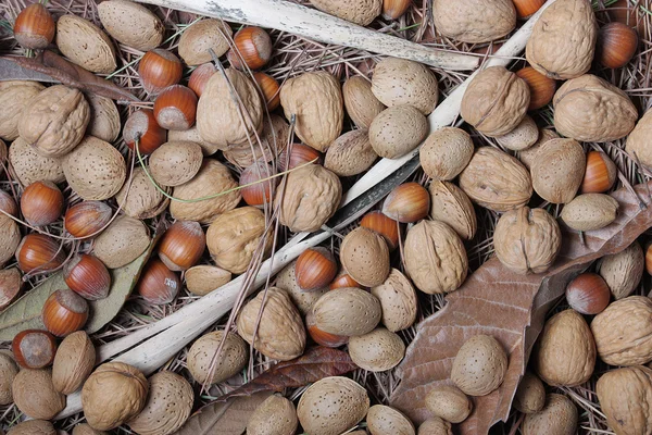 Nüsse im Herbst — Stockfoto