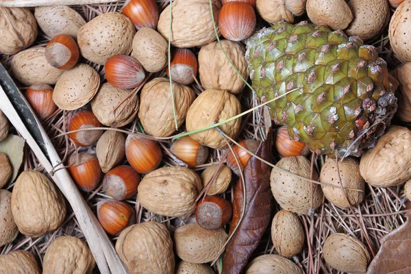 Ořechy na podzim — Stock fotografie