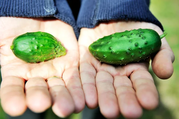 stock image Man's arms holding two tiny cucumbers