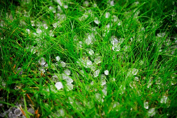 Hail after storm on grass — Stock Photo, Image
