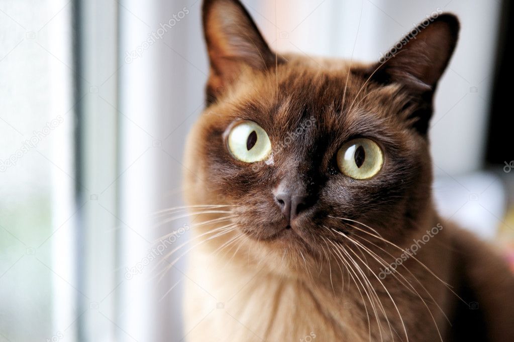 A closeup portrait of young burmese cat