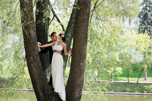 Bride and groom together in the park — Stock Photo, Image