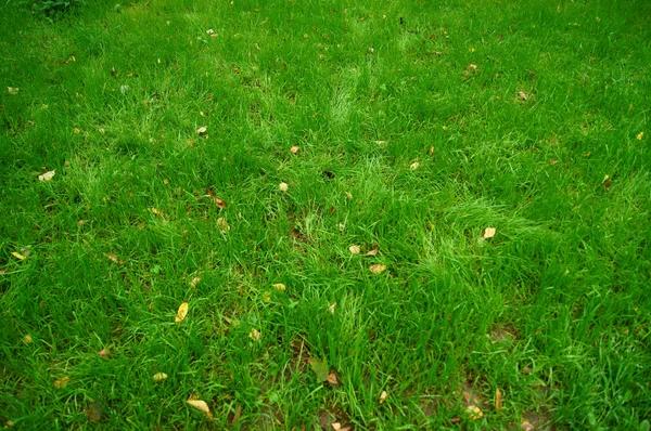 Närbild bild av grönt gräs — Stockfoto