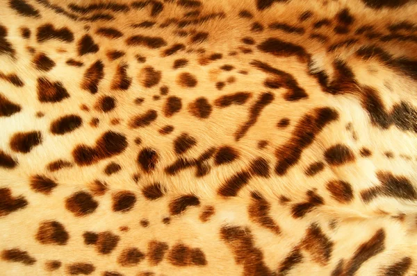 Λεοπάρδαλη δέρματος — Φωτογραφία Αρχείου