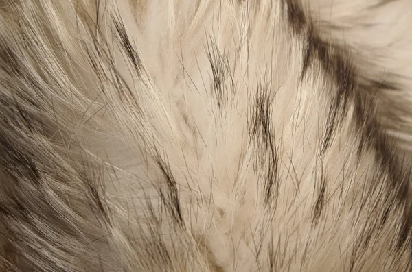Белый мех — стоковое фото