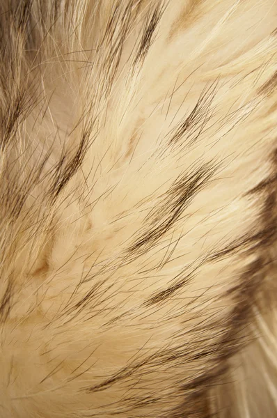 White fur — Stock Photo, Image