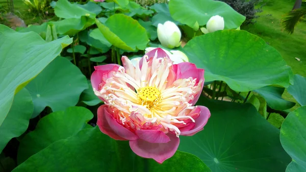 stock image Pink water lily with lotus leaf on pond